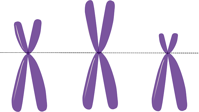 fialové chromozomy