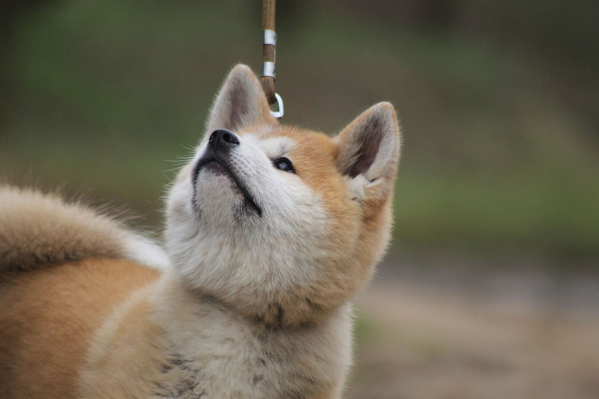 štěně akita inu